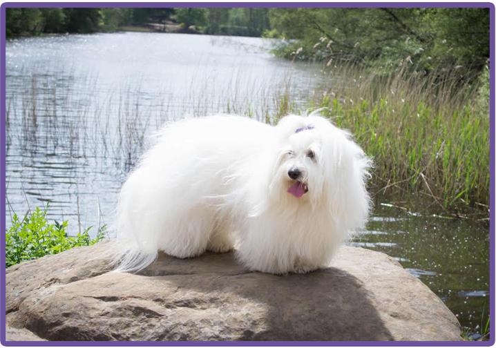 coton de tulear breeders