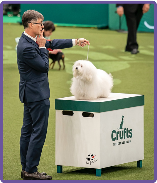 Valeast Coton De Tulears Crufts winners